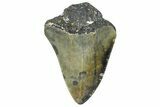 Partial, Fossil Megalodon Tooth - North Carolina #362962-1